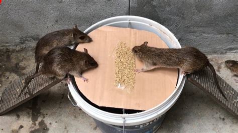 How to trap a rat. Things To Know About How to trap a rat. 